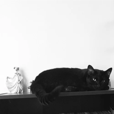 Petite Curio Boutique logo